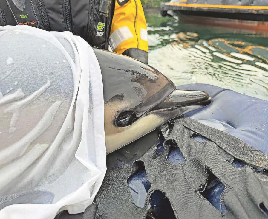 Dolphin rescued from muddy creek now thriving off the Cornish coast