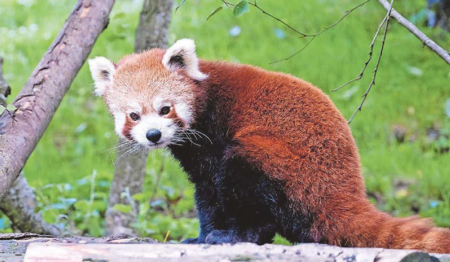 ‘Global challenges’ and rising costs blamed as zoo is put on the market