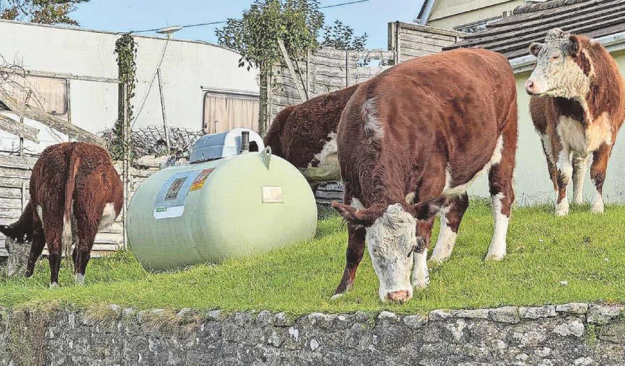 Village split over cows' right to roam