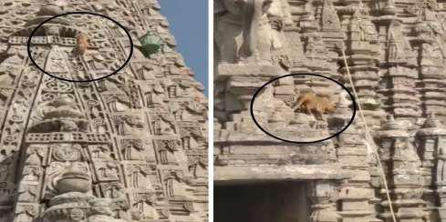દ્વારકાના જગત મંદિર ઉપર અદ્ભુત ઘટના બની ગગનચુંબી શિખર પર બિલાડી ચઢી ગઈ, કોઈ મોટા સંકેતનો ઈશારો