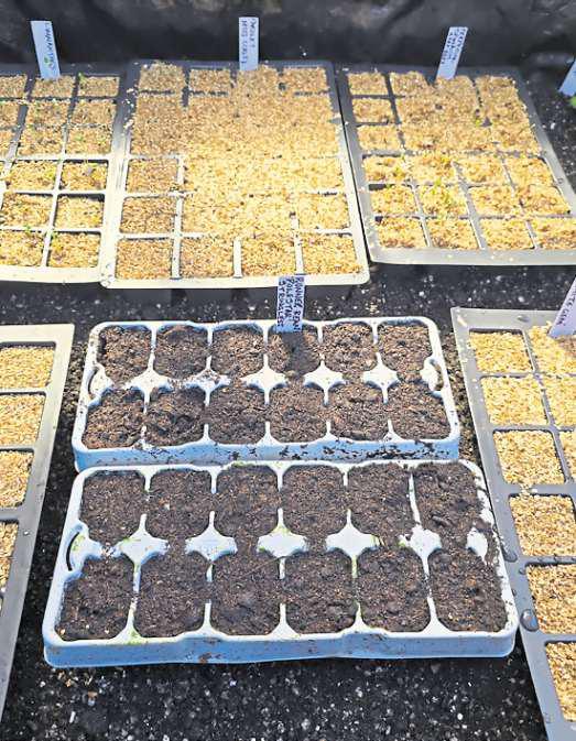 Seed sowing as well as plug plants