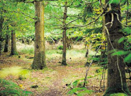 A natural final resting place