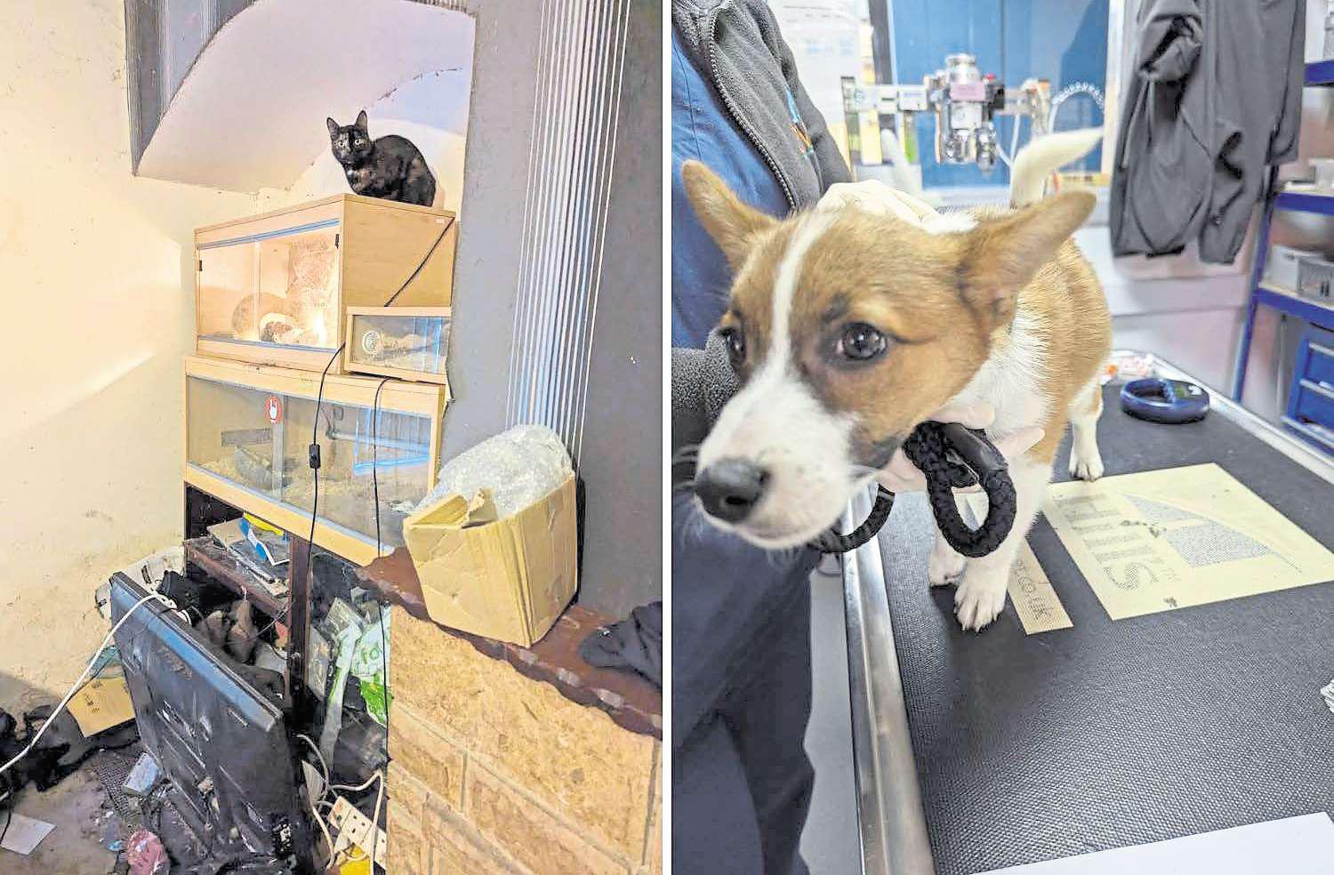 RSPCA find five cats, two dogs and a python living in squalid conditions