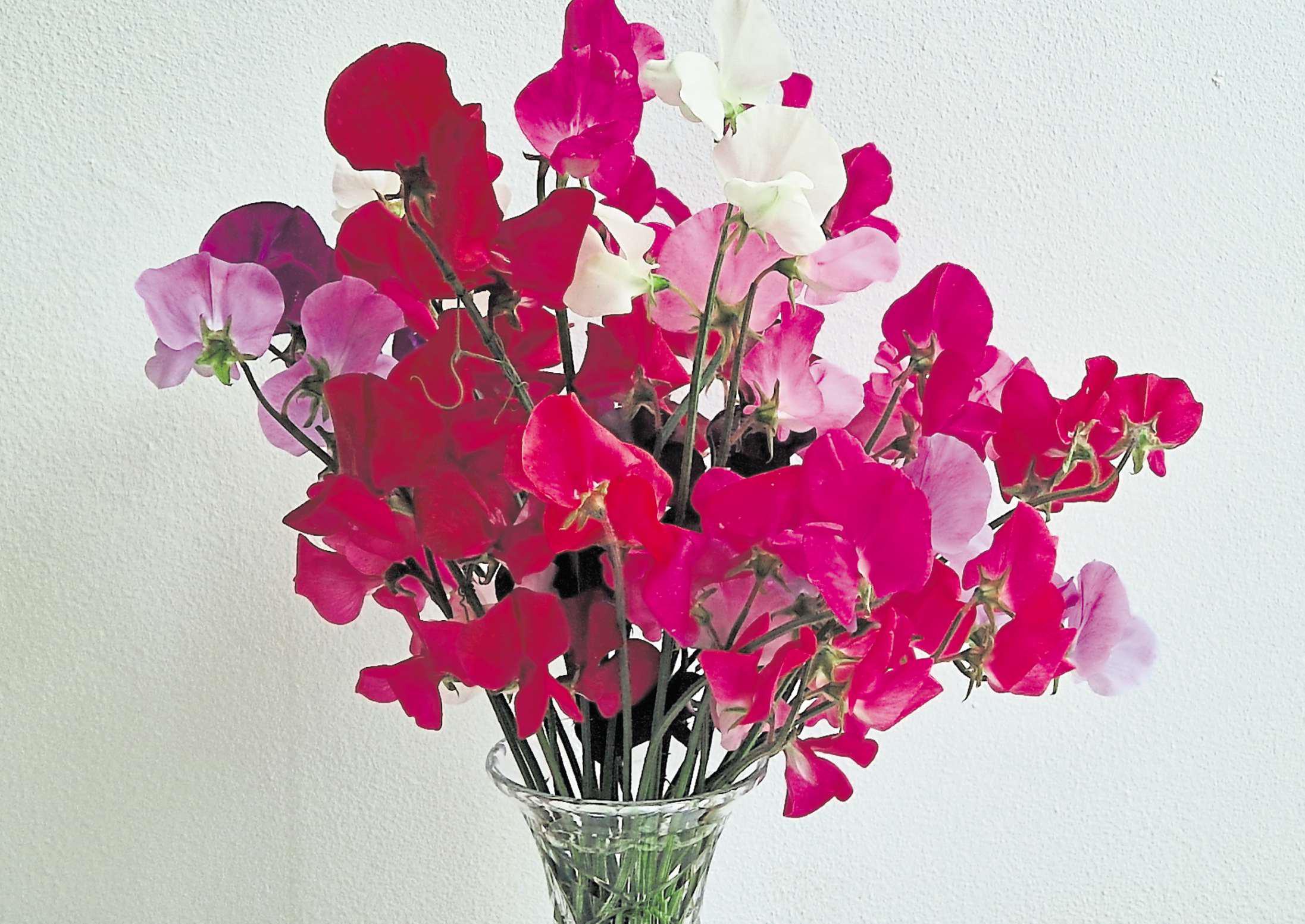 Holidays on hold due to demands of gardening