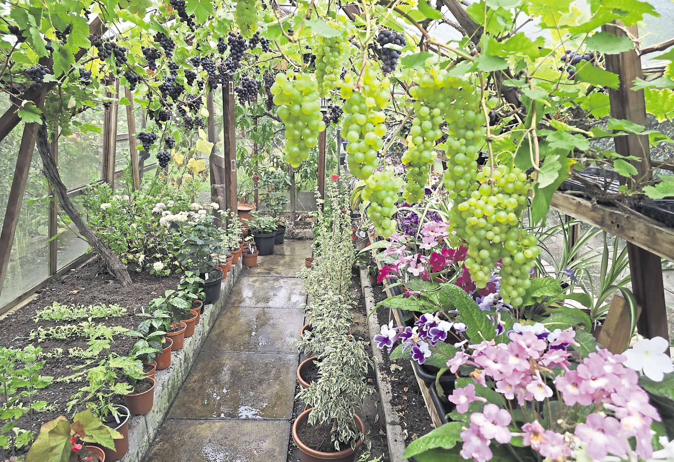 Greenhouse plays a key role in the autumn