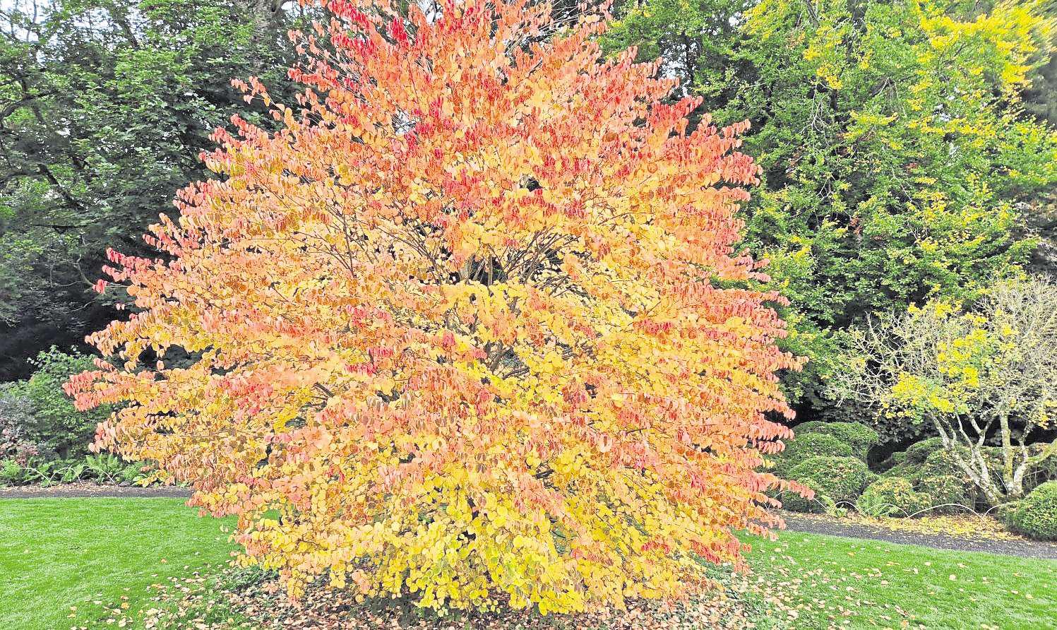 Dazzling colour change to stay for a few weeks