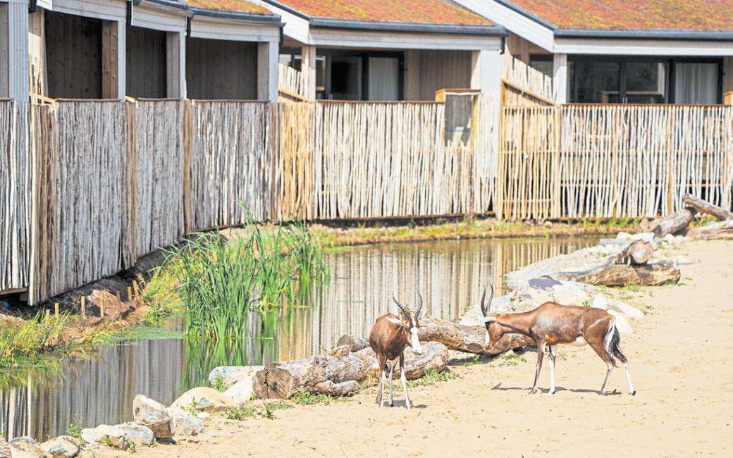 Where giraffes and zebras roam on your doorstep