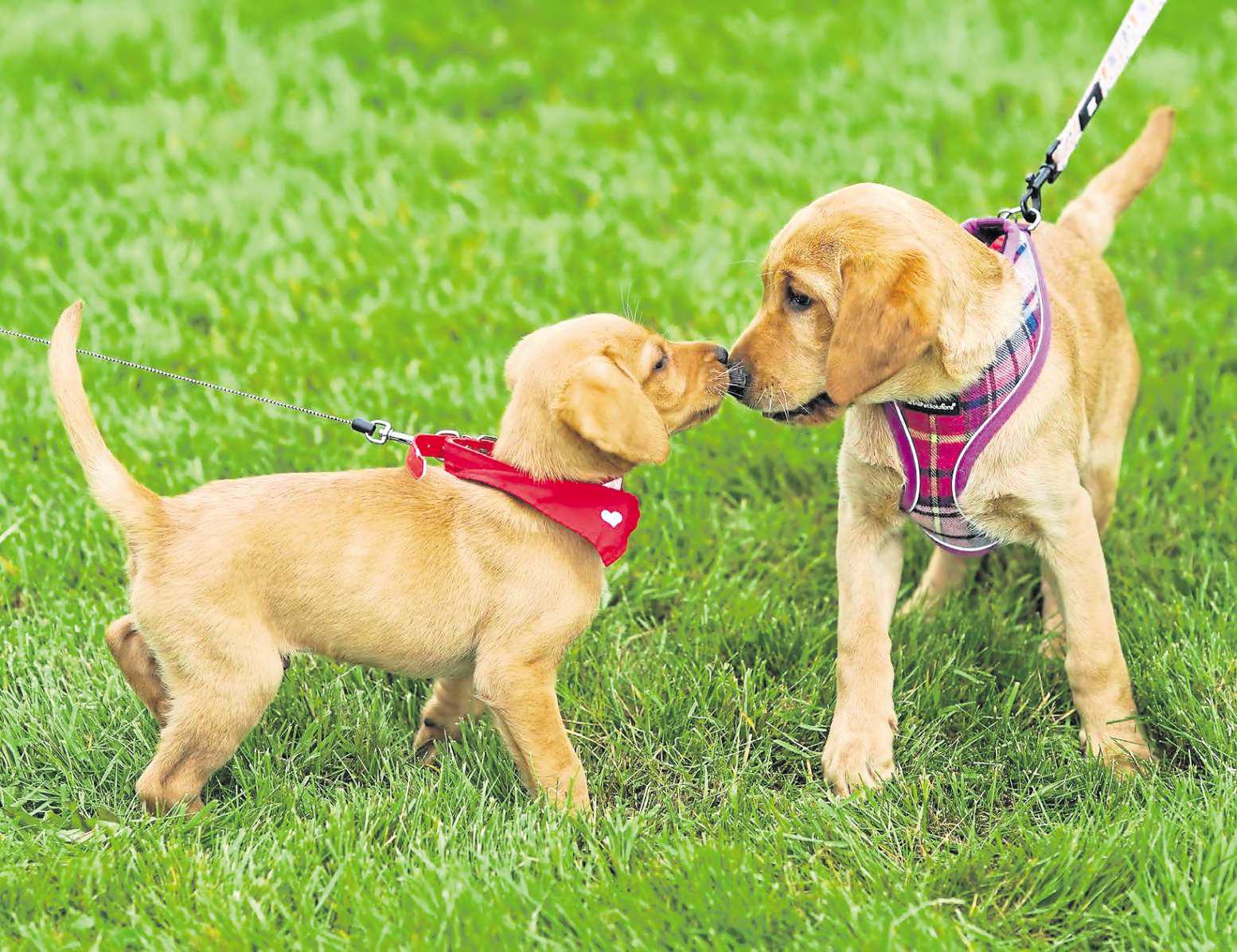 Planning saga finally comes to an end over dog walking field