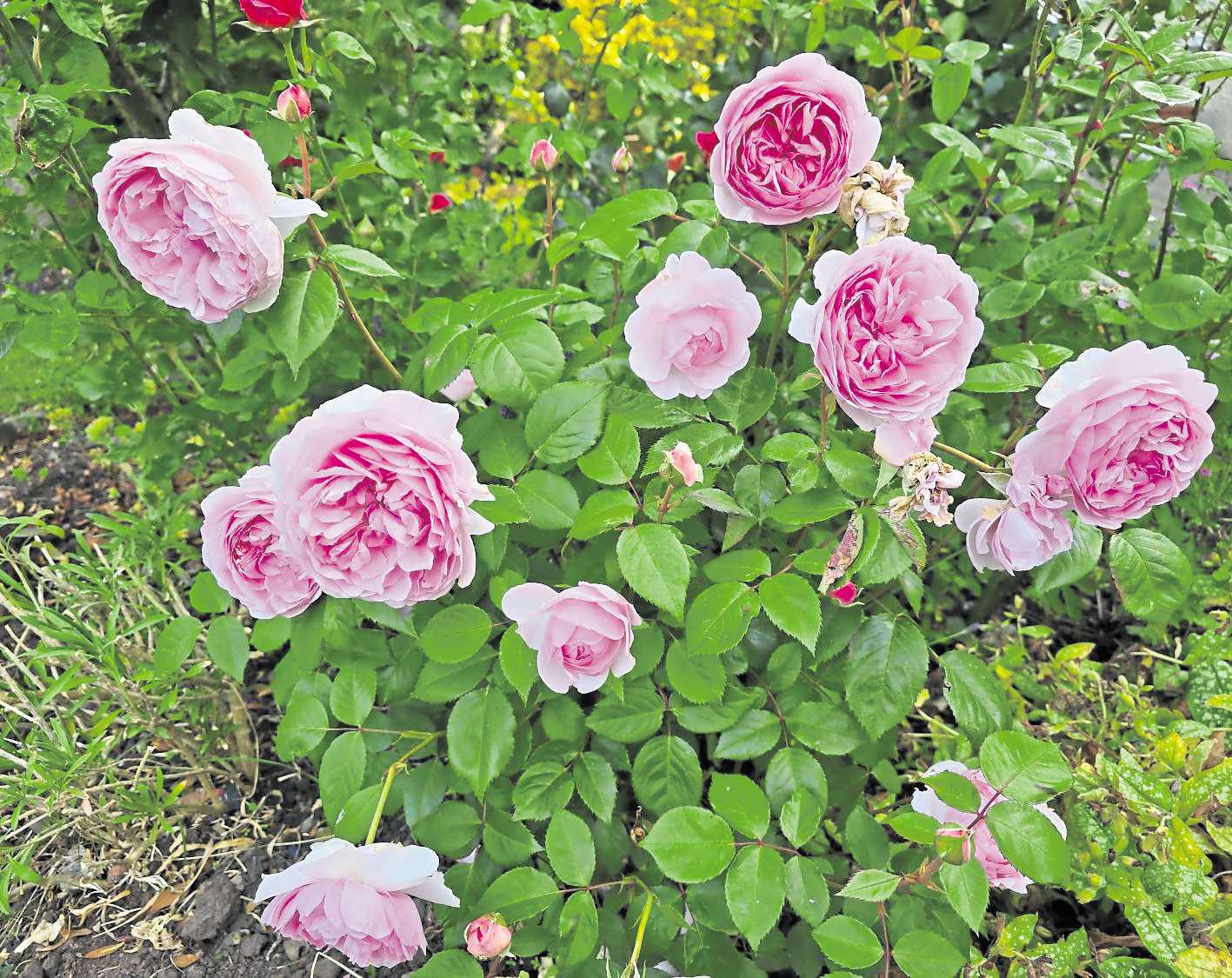 Overcome your fears of pruning shrubs