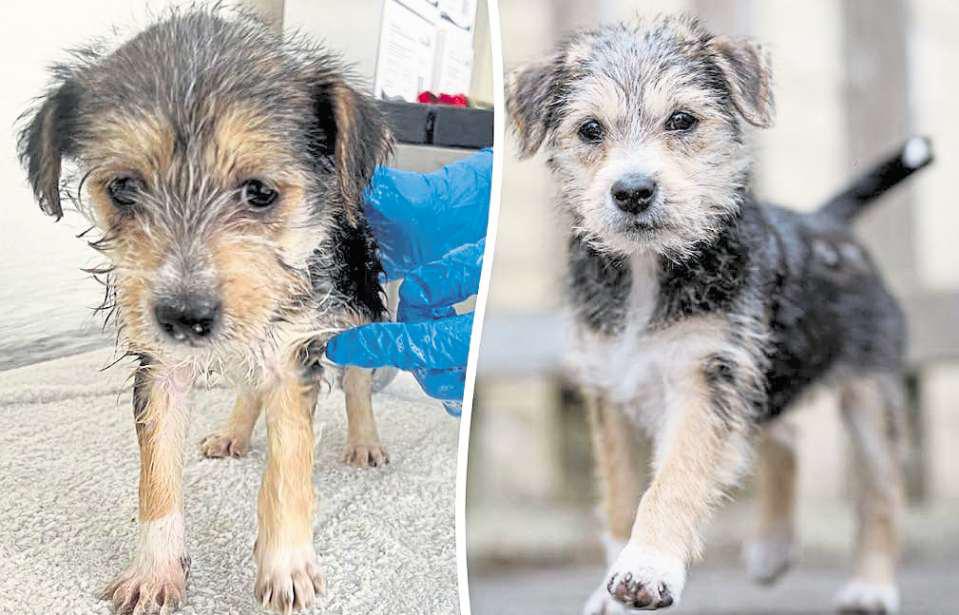 'I've never seen a dog of his age quite so little and thin' – but Dennis got his happy ending
