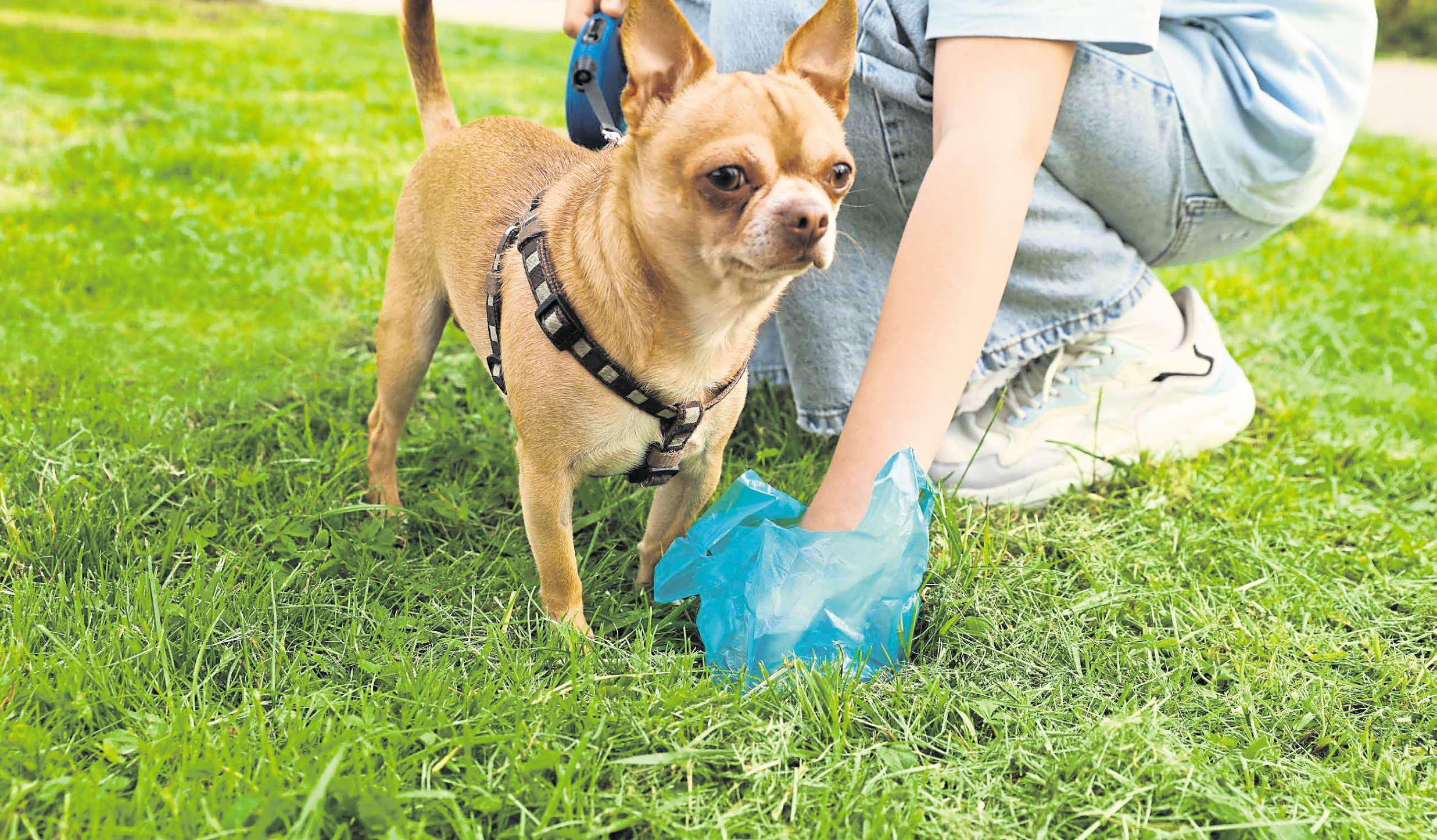Thousands of dog walkers stopped over fouling in enforcement checks