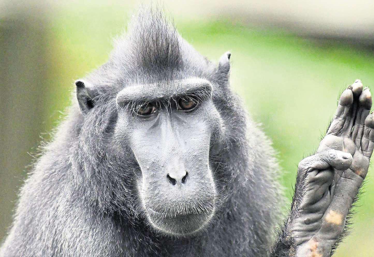 Man versus monkey was sure to provide a tug of war for the ages
