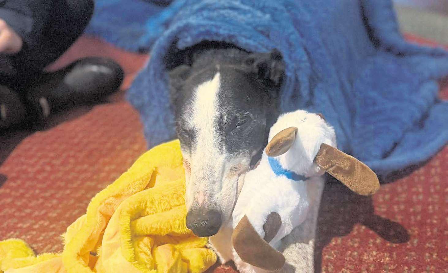 Retired Badger races off to his new family home