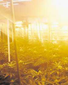 Massive cannabis farm discovered
