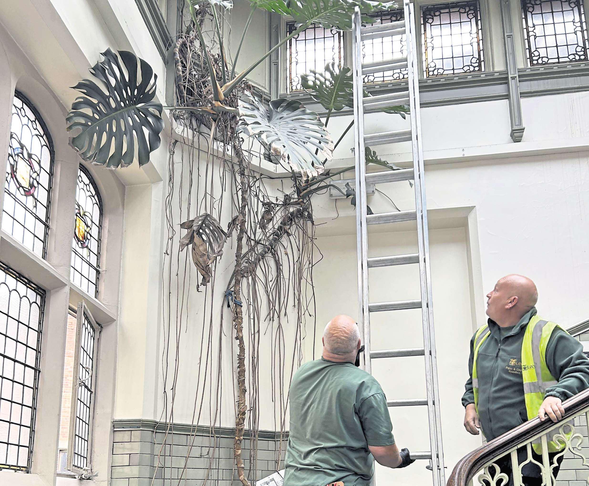 Audrey puts down new roots... with a little help from Tropical World