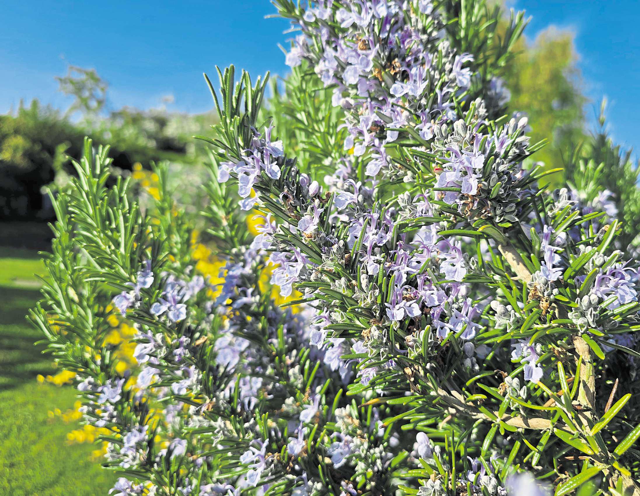 Herbs give so much more to a garden
