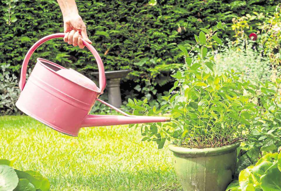 Lavish love on your lawn during a hosepipe ban