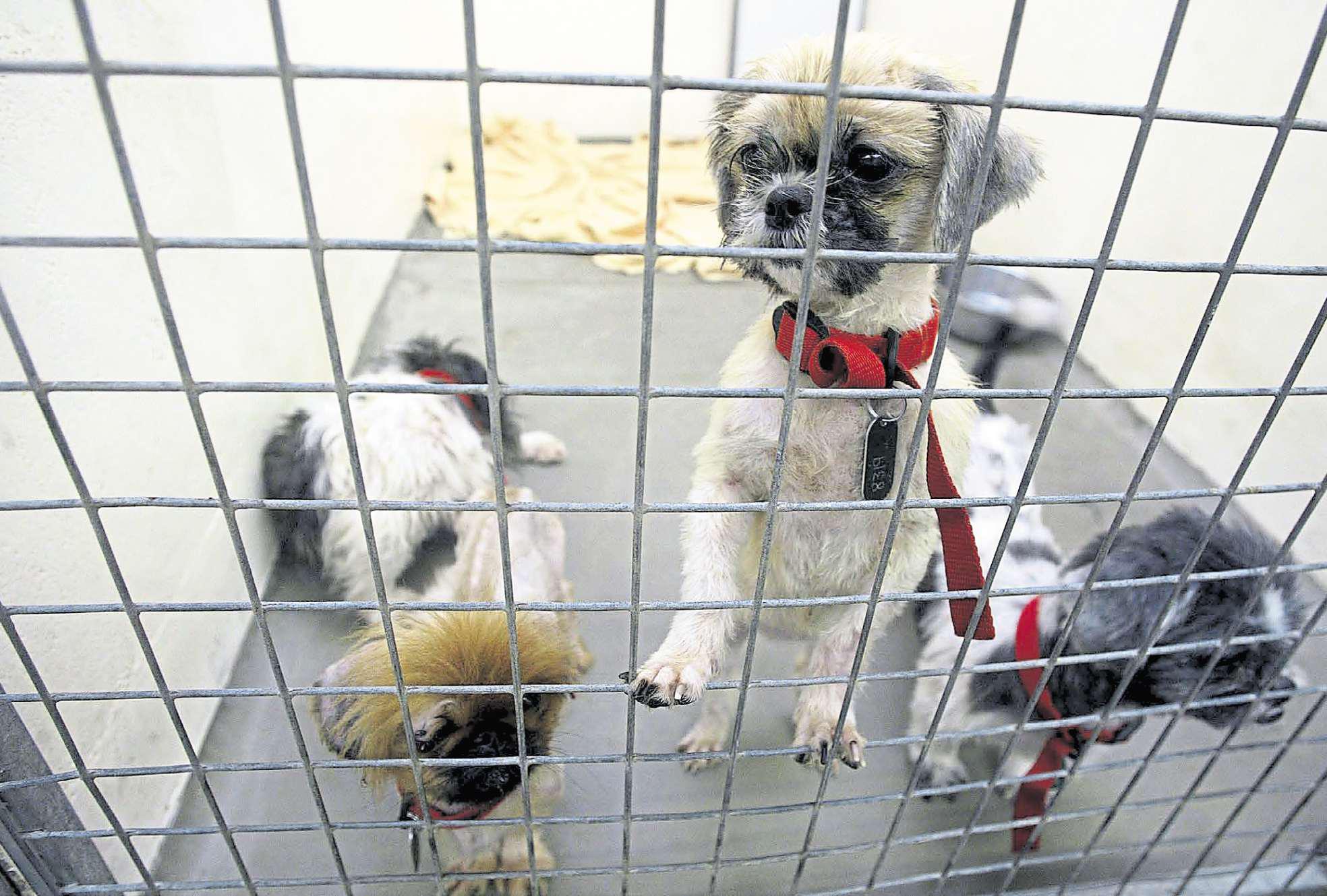 Rise in animal cruelty at heart of charity's summer campaign