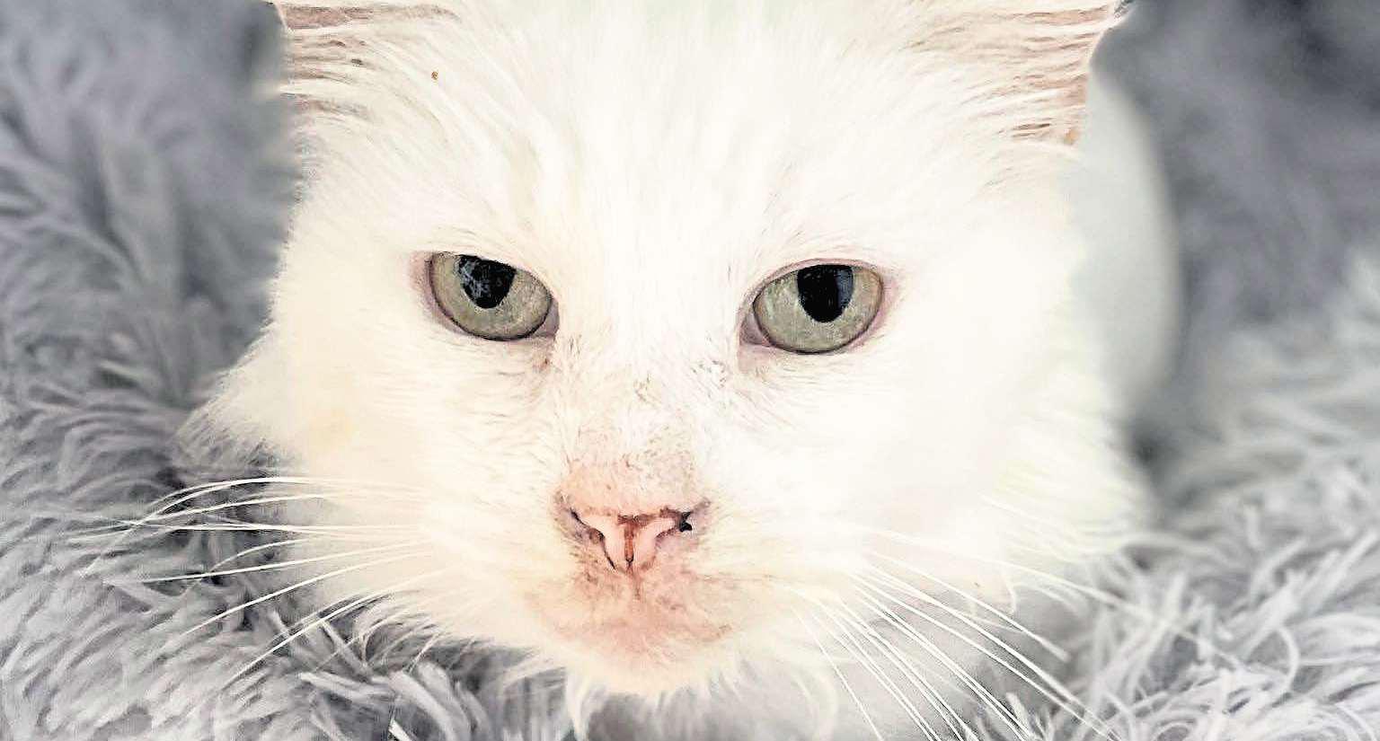 Paws for a cause - Casper hopes to find a new home for 19th birthday