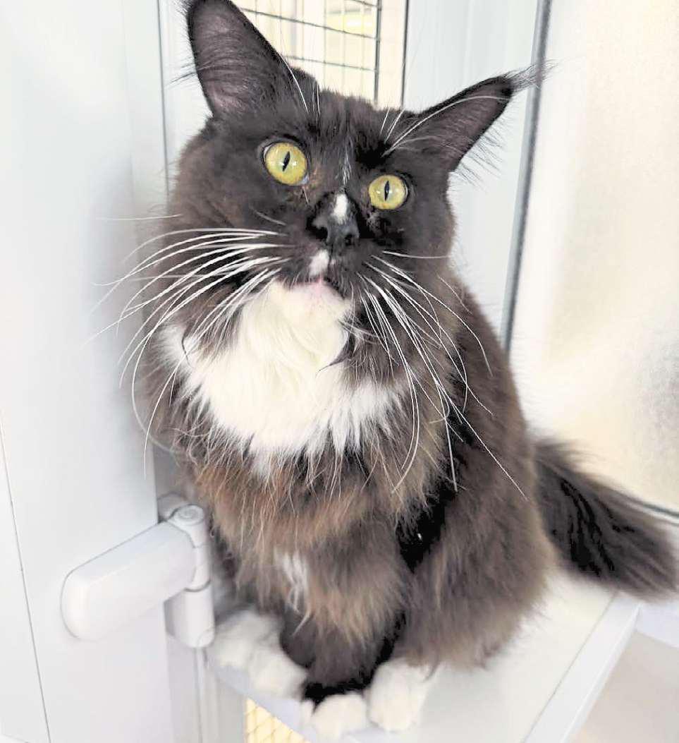 Black rescue cat hoping to prove myths wrong...