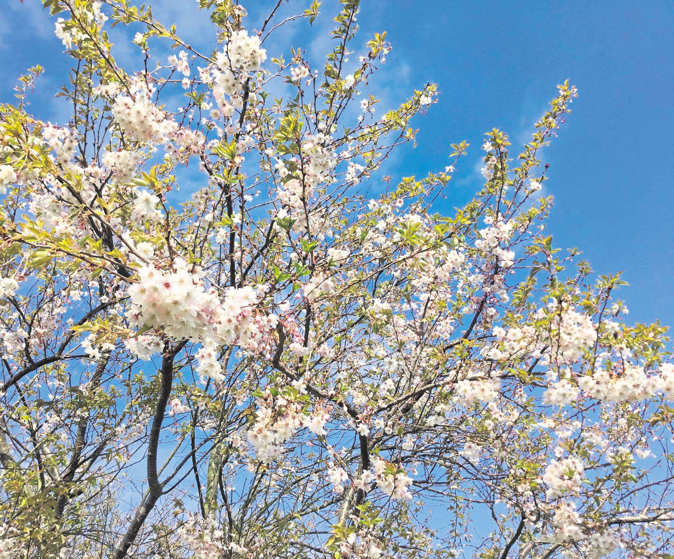 Now's the time for bare root planting