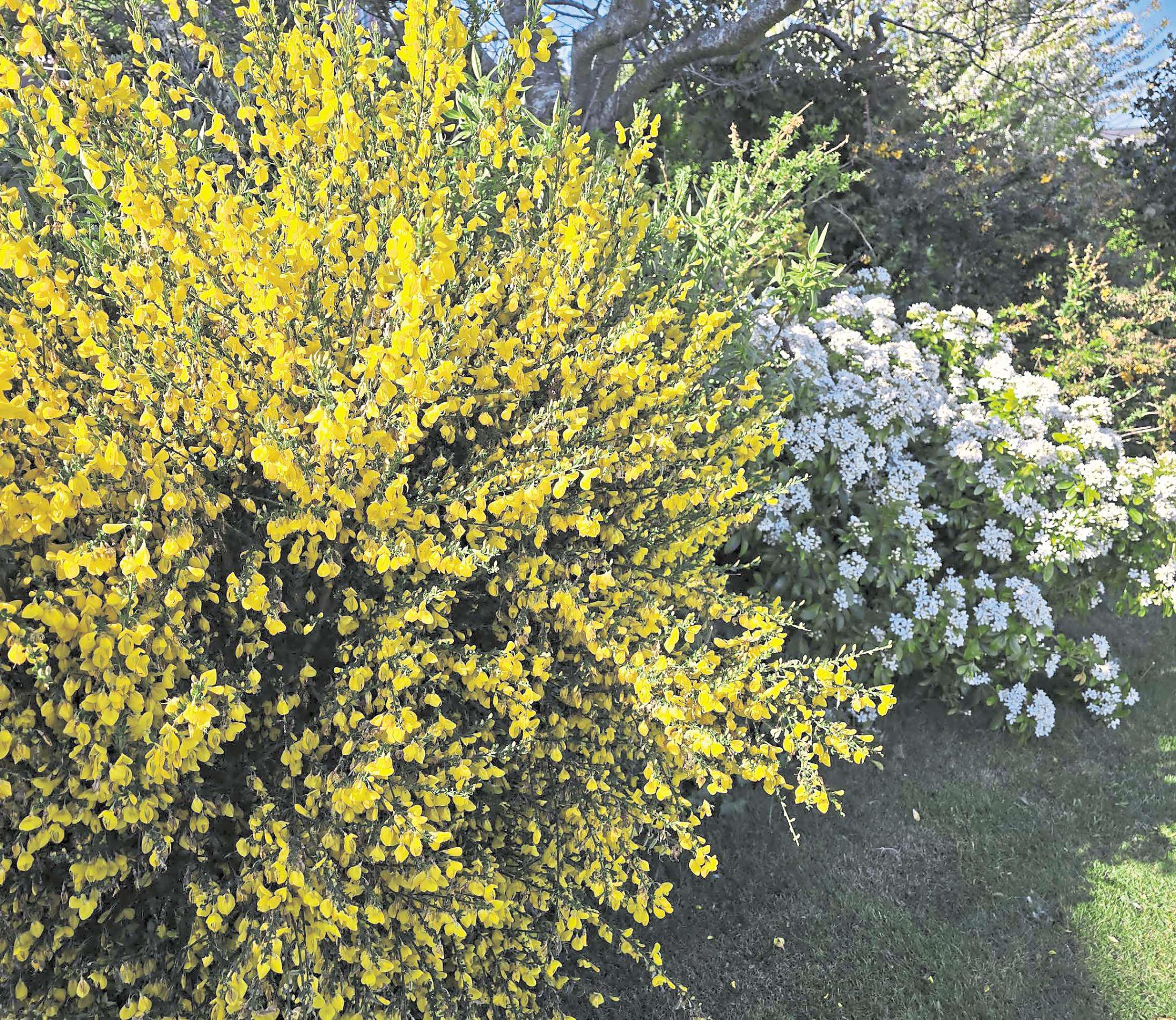 Spreading plants also offer weed control