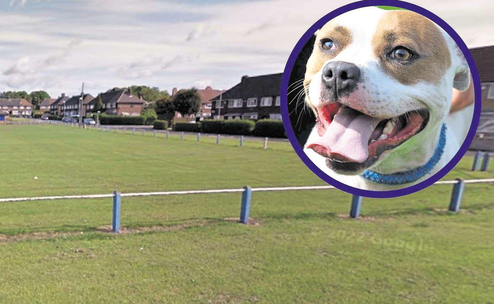 Dog that attacked woman in park given stay of execution