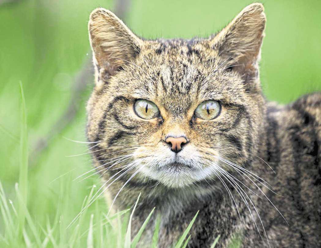 Purr-fect for wildcats return after 100 years