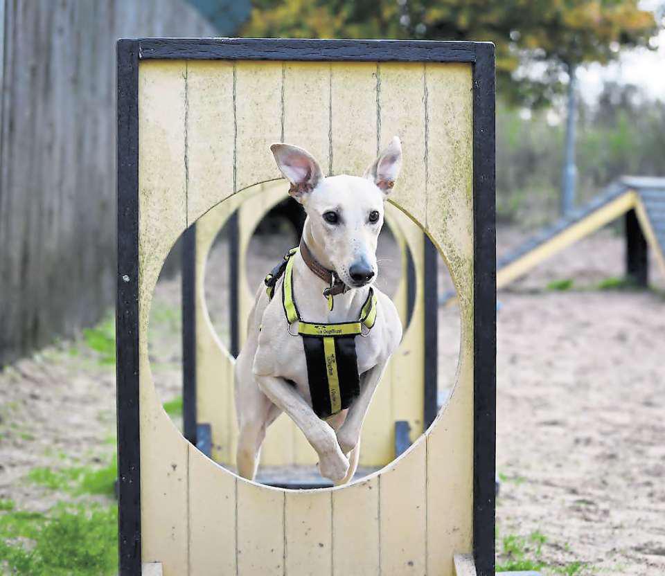 Rory set to spend first Christmas in foster care after 500 days in kennels