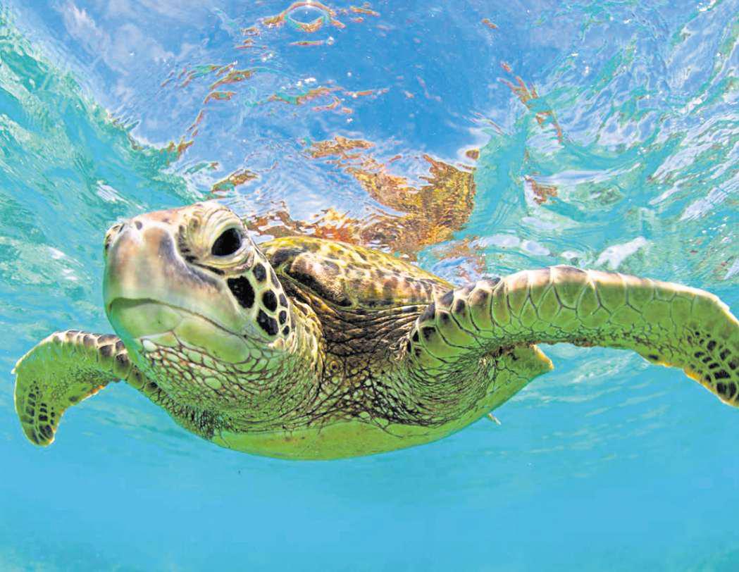 Turning turtles from the brink is major win