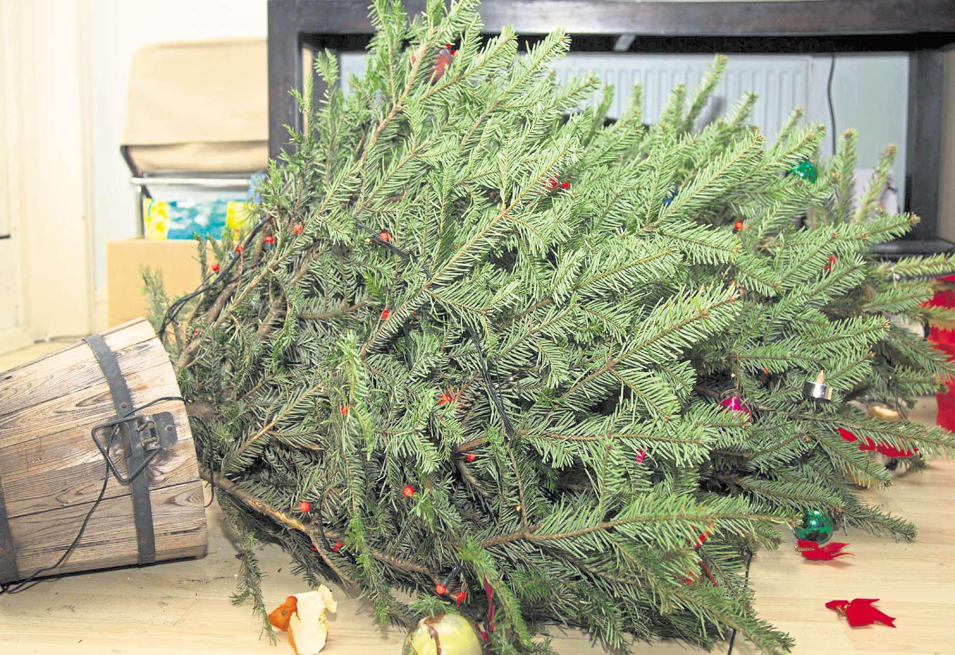 Mystery of who knocked over the tree... and who will fix it