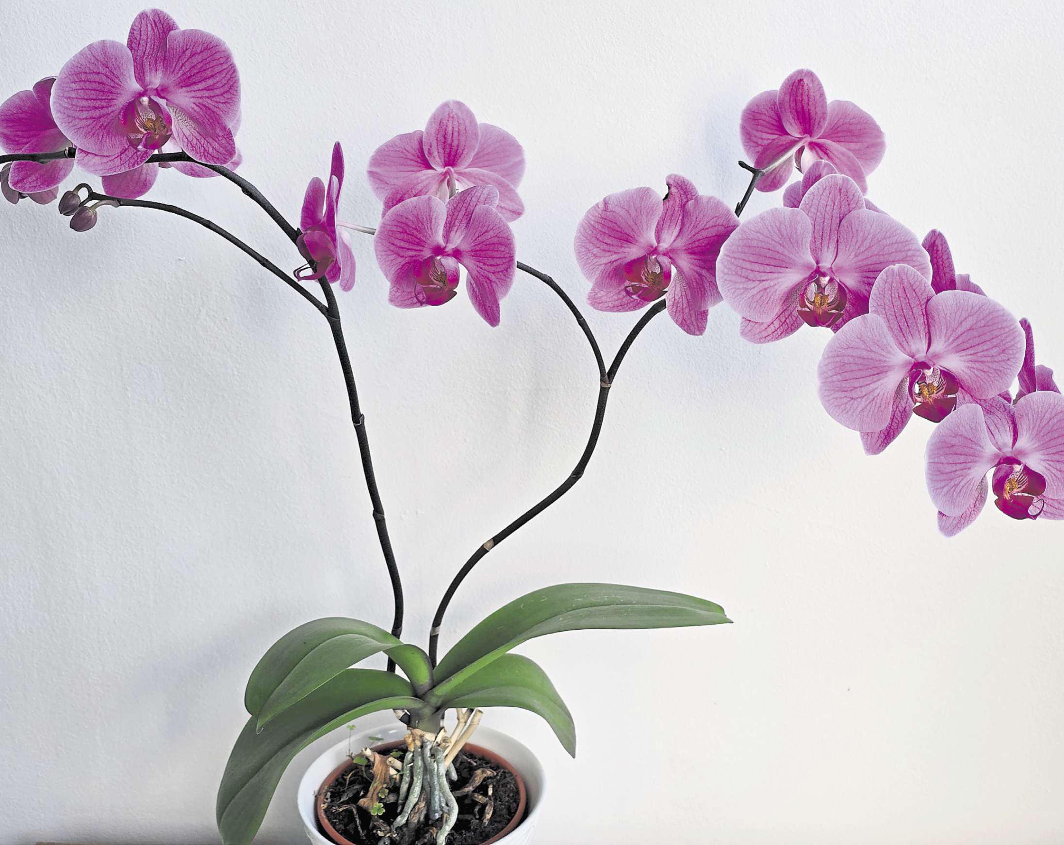 Books and plants can make great presents
