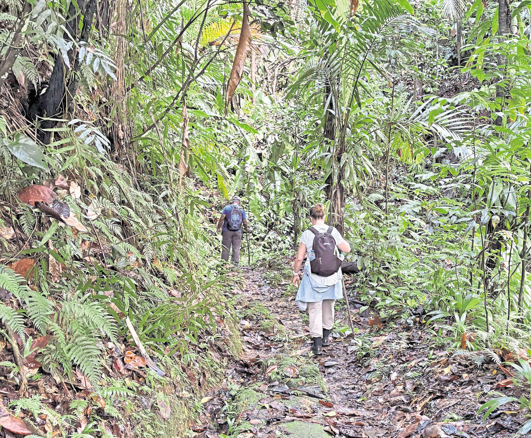 On the trail of St Lucia's 'small six' rare and endangered species