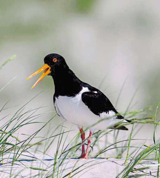 Nature 'wins' shows there's hope, says RSPB