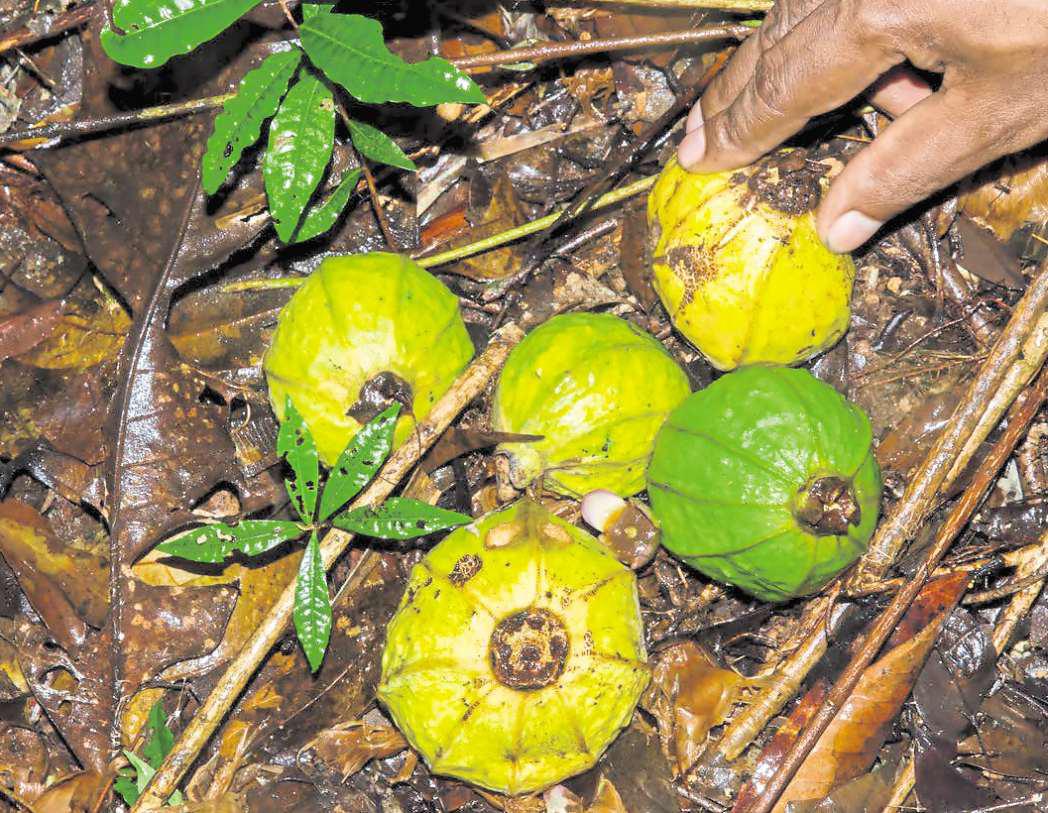 Spider-eating fungus - that's what's in a name