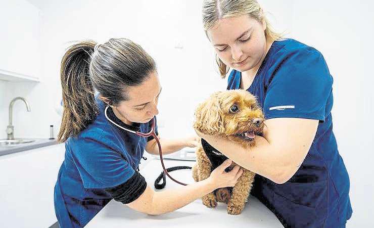 Brits who are taking their sick pets abroad for care