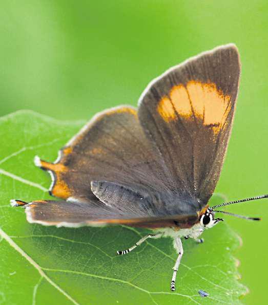 Record numbers for rare butterflies revealed
