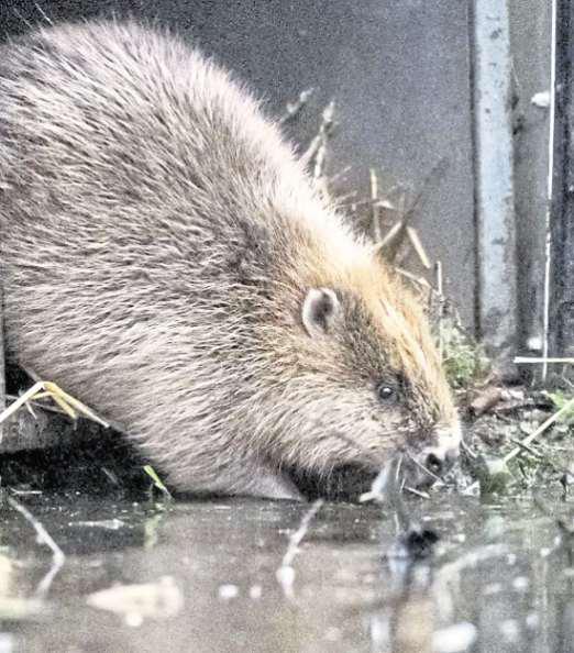 Beavering away to help restore river and wetland