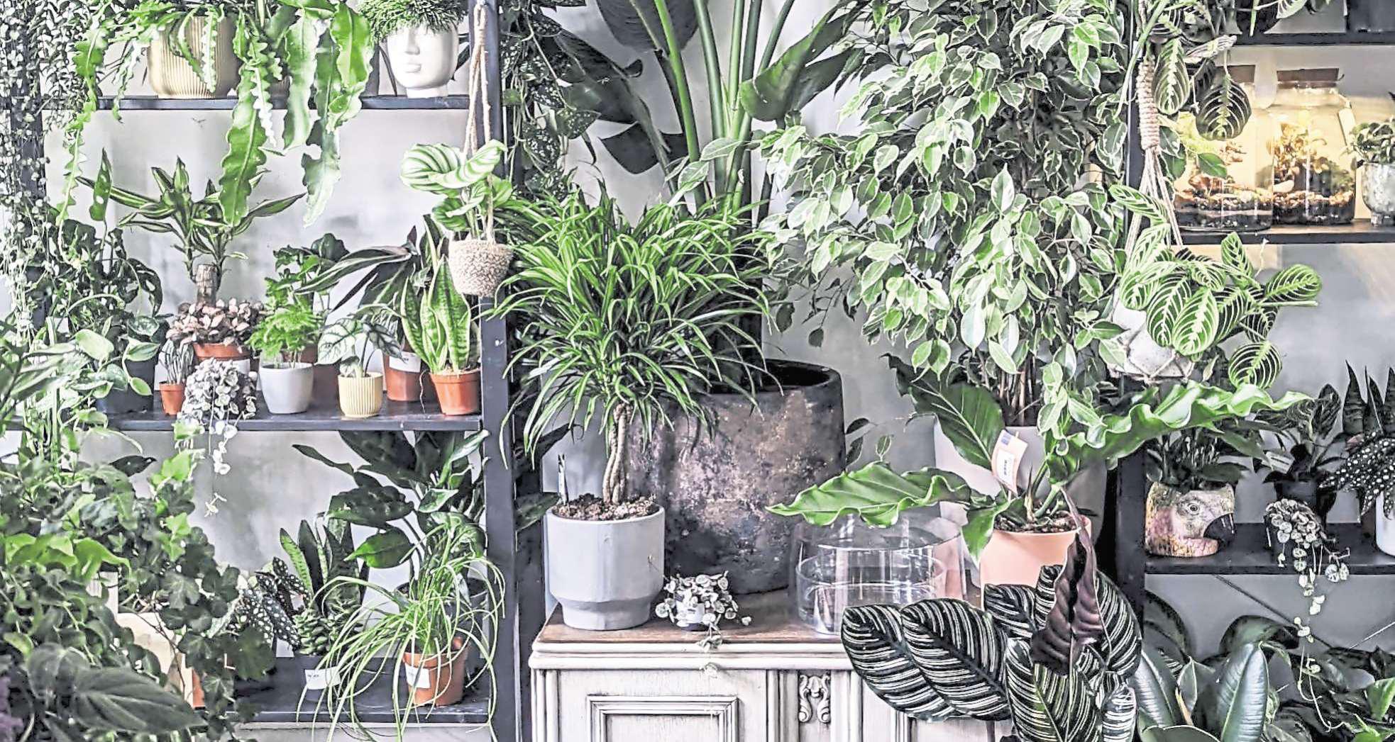 Friendly advice and a love of plants