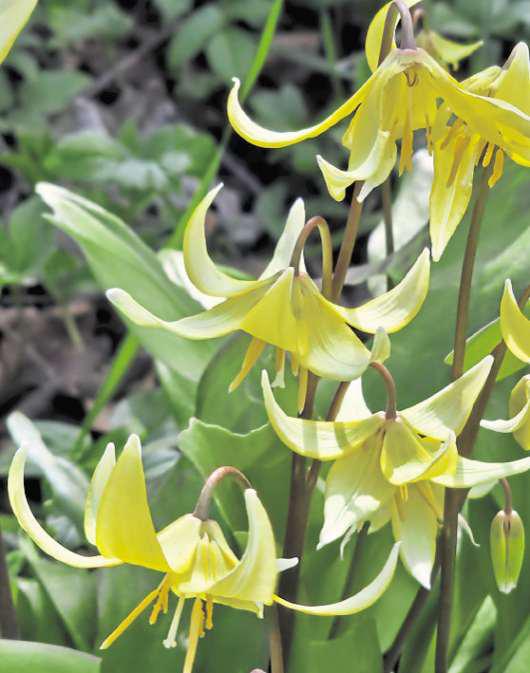 Sowing seeds for the summer