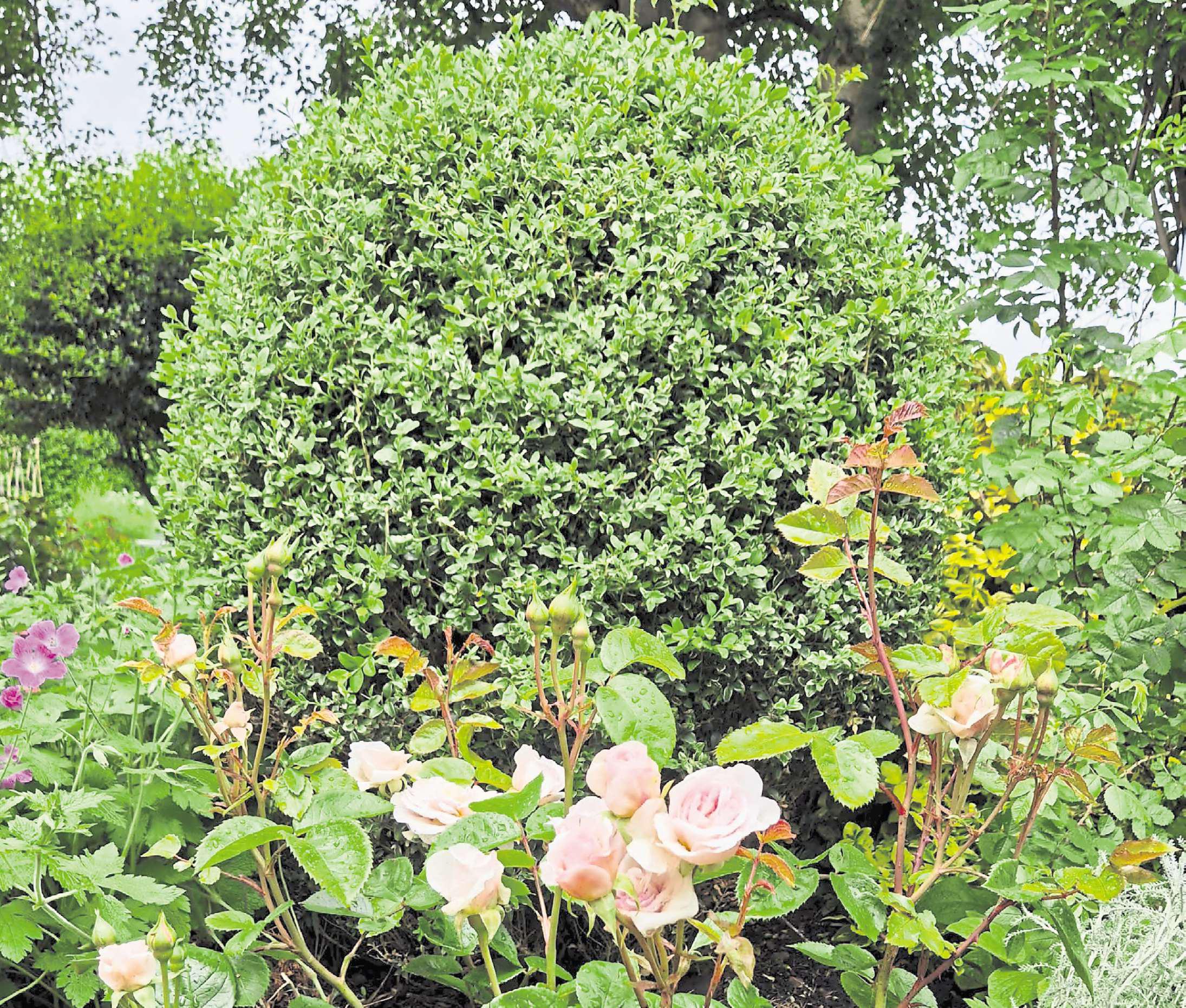 Roses can add great variety to the garden