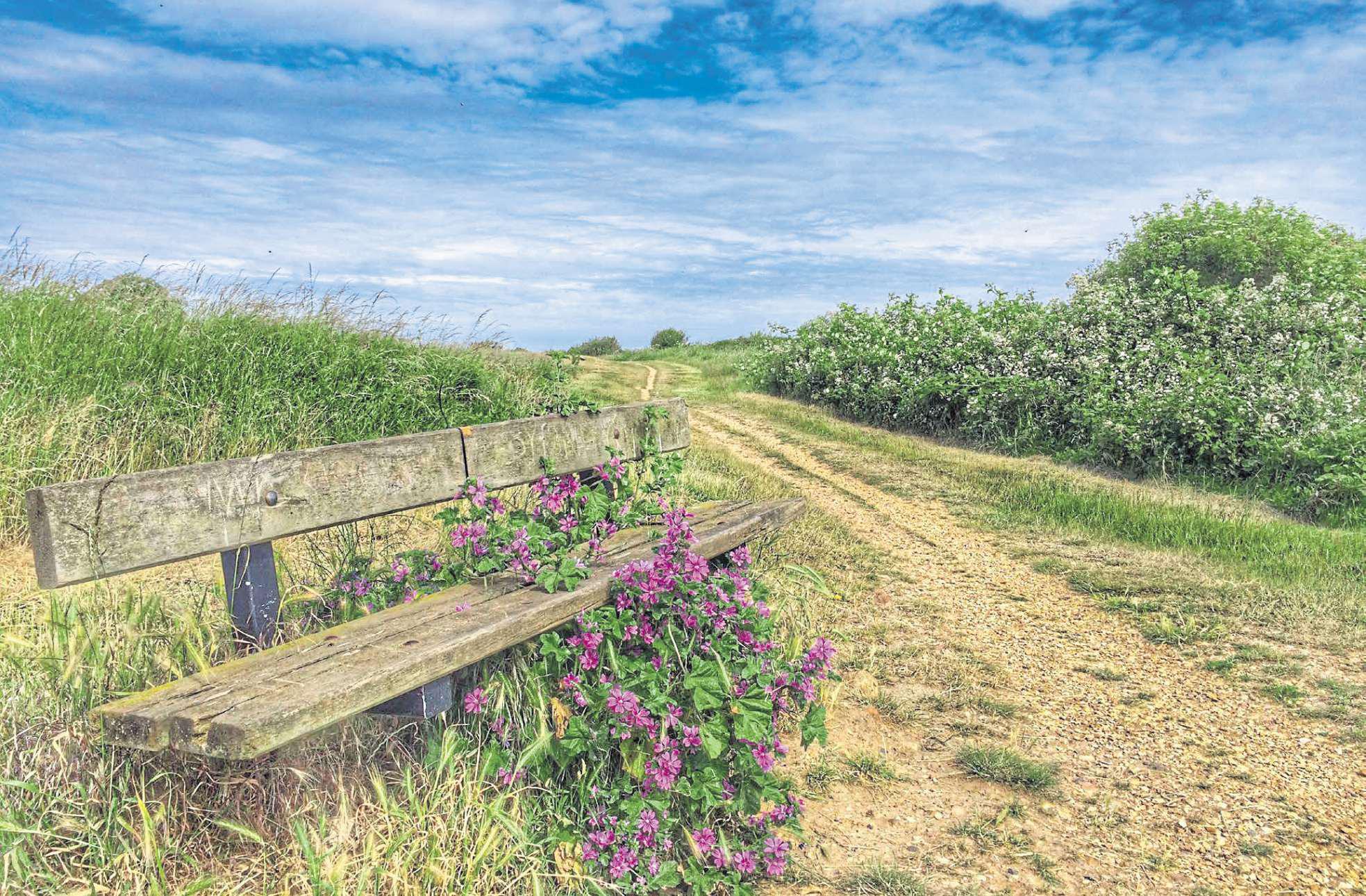 You don't need your own common to make a butterfly and bee haven