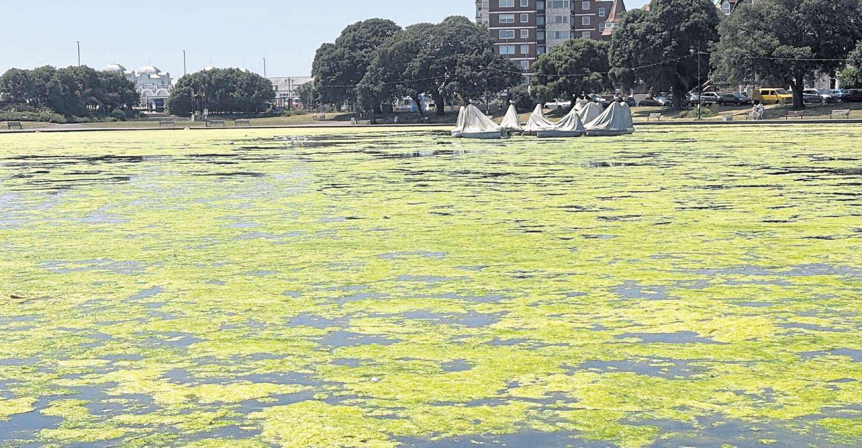 Specialist cleaner needed for lake algae