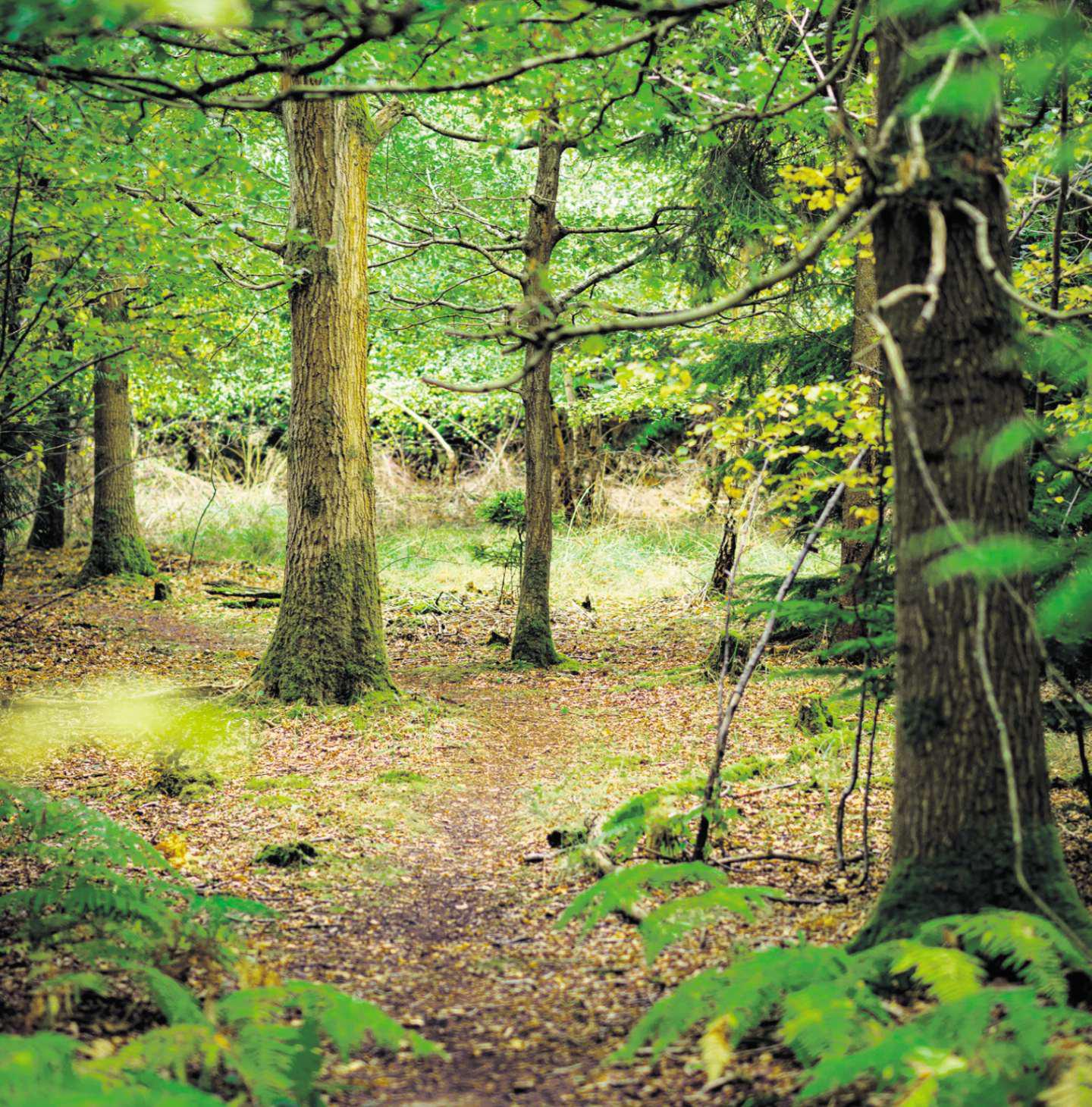 Back to nature for a final resting place