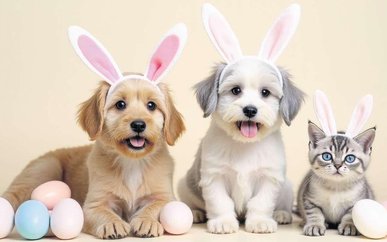 Vet nurse shares Easter chocolate warning for pets