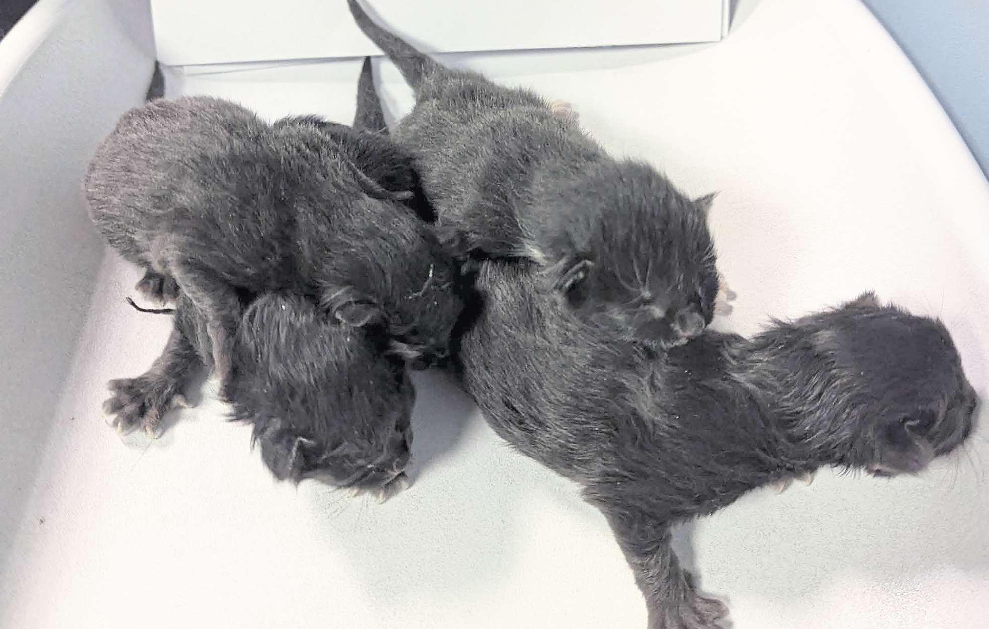 Newborn kittens dumped in litter bin near to school