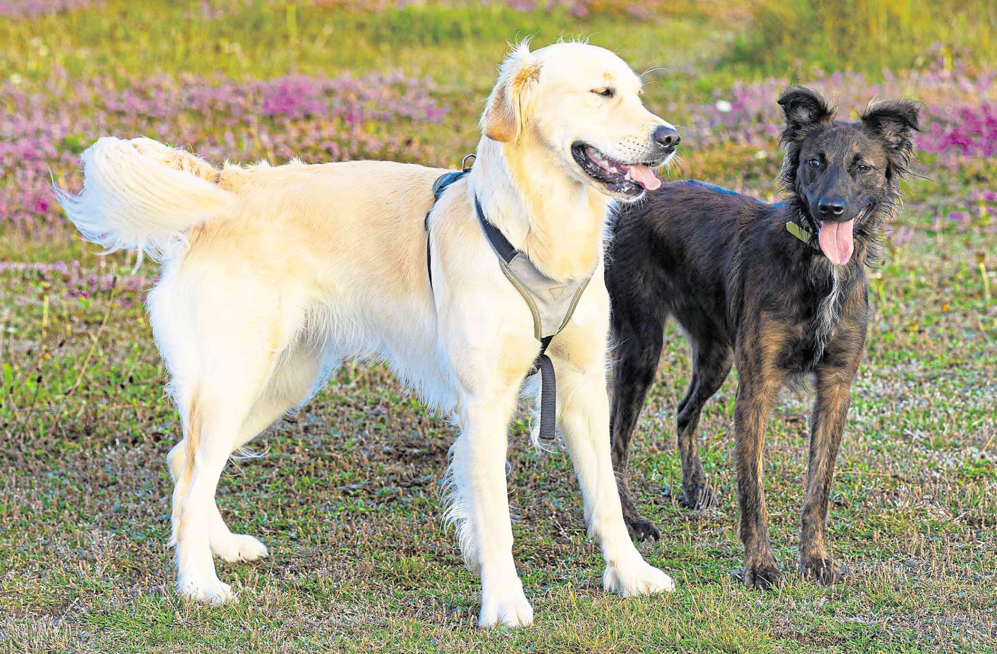 Man left in bits after beloved dog 'panting like crazy' dies