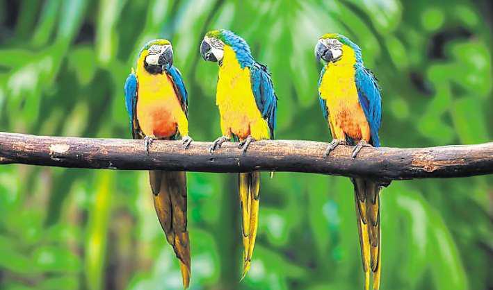 Celebrating feathered friends in parrot-fashion