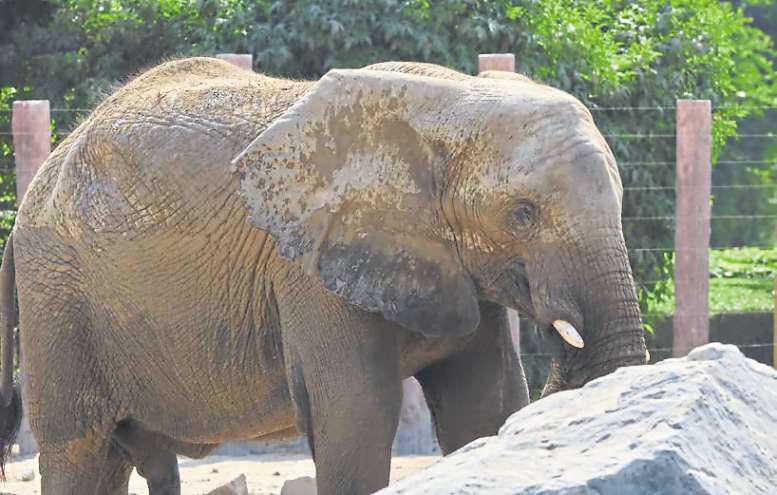 RSPCA turns 201 - but are we any kinder to animals?