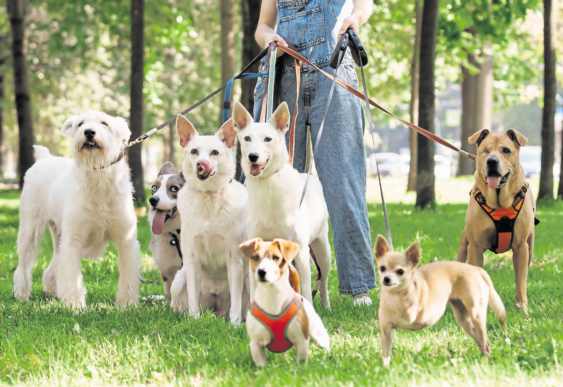The only friends on the daily walk are the four-legged ones...